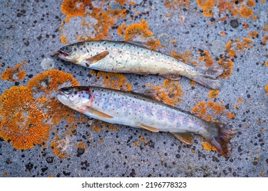 Close Up Of Brown Trout Or Salmo Trutta