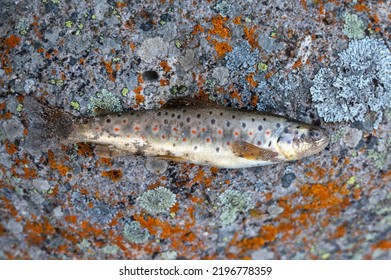 Close Up Of Brown Trout Or Salmo Trutta