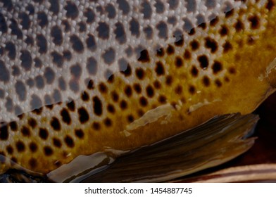 Close Up Of Brown Trout Skin 