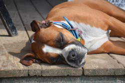 Close Up Of A Brown And White Boxer Sleeping On A Wooden Porch In The Sun