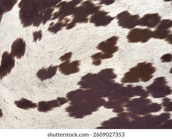 Close up of brown and white cowhide pattern. Suitable for fabric, carpet, and rug. Seamless cow skin or cow fur background texture.
