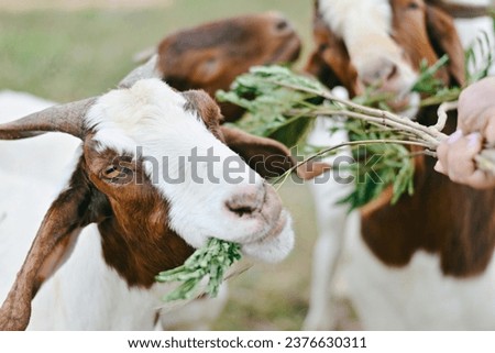 close up brown and white goat eating lead leaves in farm, cute animal wallpaper background concept