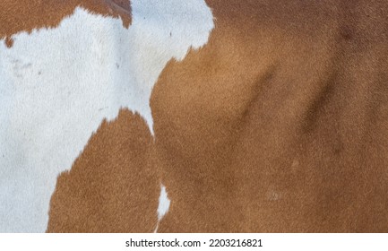 Close Up Of A Brown And White Hairy Skin Texture Of A Fur 