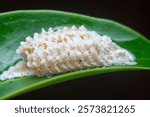 Close up of the brown-colored mantid egg case.
