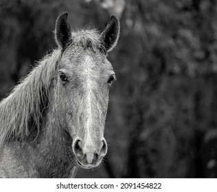 Close Up Of A Brumby Horse In The Wild