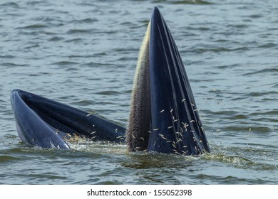 Close up of Bryde's whale eating  Anchovy in Thailand
