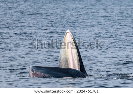 Close up to Bryde's whale mouth , Balaenoptera edeni, showing whale's baleen, trap feeding small fish with many seagulls in sunny day, whale watching in Gulf of Thailand.