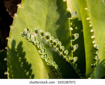 Close Bryophyllum Pinnatum Stock Photo (Edit Now) 1031387059