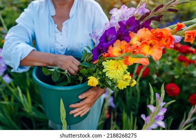 Close up of bucket full of fresh gladiolus and dahlia flowers harvested in summer garden. Senior woman farmer picked blooms grown organically - Powered by Shutterstock