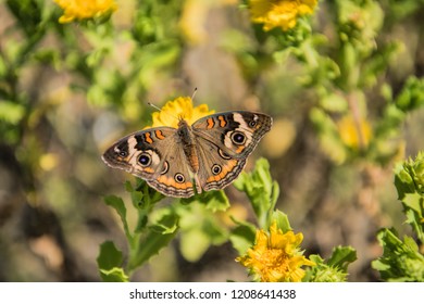 Close Up of Buckeye Butterfly on Camphor Daisies Along Louisiana Shore in Cameron Parish