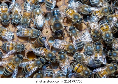 A Close Up Of A Buckfast Honey Bee Brood Frame, Including A Drone Bee And Uncapped Brood.