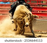 Close up bucking bull. Bull riding competition country western sporting event. Professional athlete cowboy rider. Twisting jumping. Dirt dust dusty. Arena rodeo event. Outdoors. Strength determination