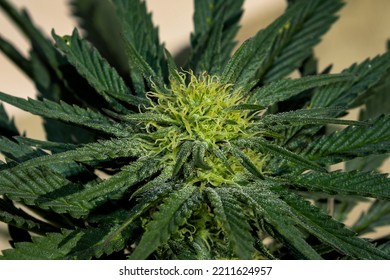 Close Up Of A Budding Female Cannabis Plant 