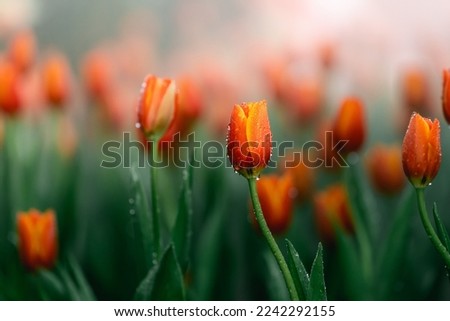 Close up buds of tulips with fresh green leaves at blur green background with copy space. Hollands tulip bloom in an orangery spring season. Floral wallpaper banner for floristry shop. Flowers concept Stock photo © 
