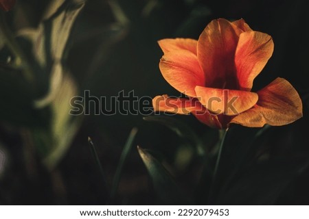 Close up buds of tulips with fresh green leaves at blur green background with copy space. Hollands tulip bloom in an orangery spring season. Floral wallpaper banner for floristry shop. Flowers concept