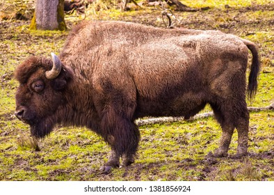a close up of a buffalo