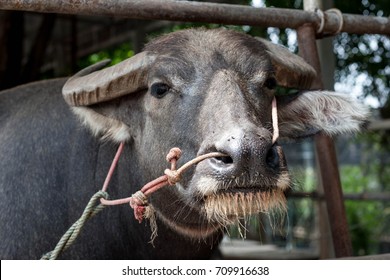 close up buffalo looking, buffalo with rope on the nose, buffalo in the farm, farming buffalo
