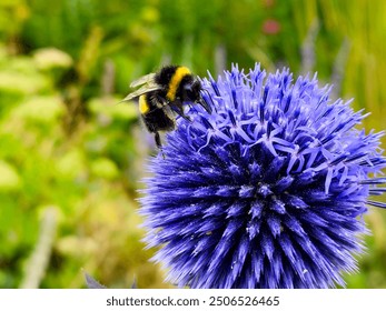 Close up of buff-tailed bombus terrestris bumblebee pollinating blooming purple echinops globe thistle flower in floral summer garden against lush green background - Powered by Shutterstock