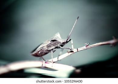 close up of a bug