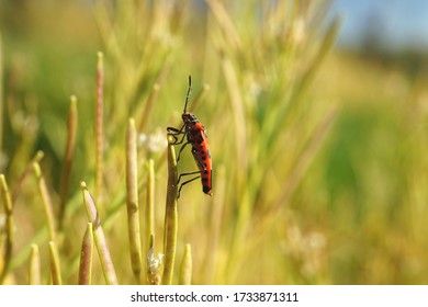 Close up of a bug