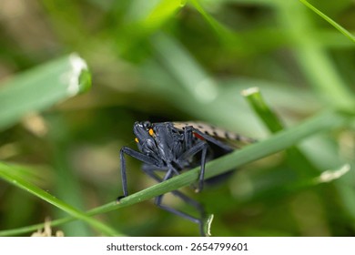 a close up of a bug