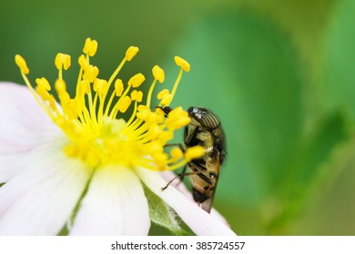 close up bug