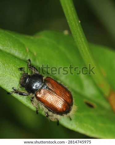 close up of a bug commonly known as a Garden Chafer Beetle
