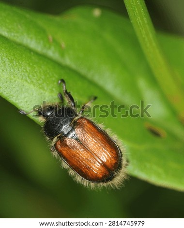 close up of a bug commonly known as a Garden Chafer Beetle