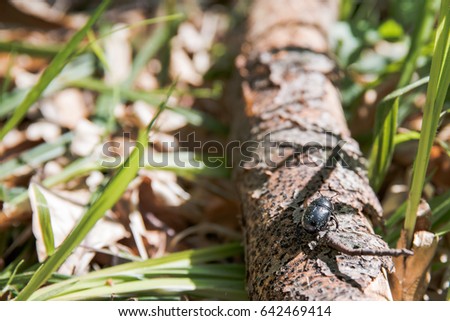 Close up of the bug on the branch on the ground