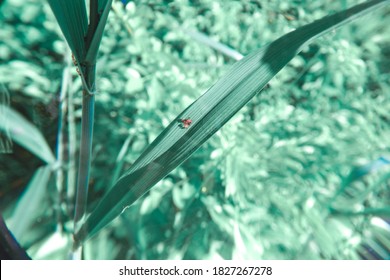 close up bug on leaf by magnifying glass