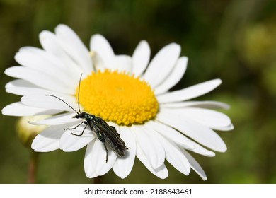 Close Up Of Bug On A Wild Daisy 