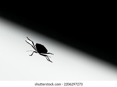 Close up of a bug on a window with light from behind