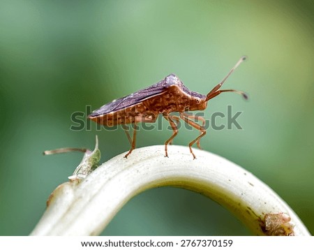Close up of bug perched on green leaves, rice stink bug (Oebalus pugnax)