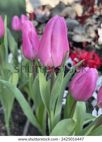 Close up bulb of pink tulips