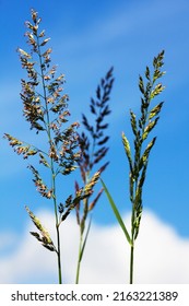 
A Close Up Of Bulbous Oat Grass In Bloom. Behind The Grass There Is A Blue Sky.