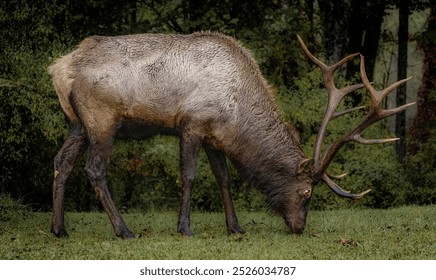 Close up of Bull elk grazing  - Powered by Shutterstock