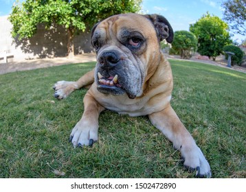 Up Close With A Bulldog On The Grass With A Fish Eye Lens