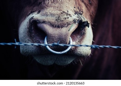 757 Bull Angry Closeup Images, Stock Photos & Vectors | Shutterstock