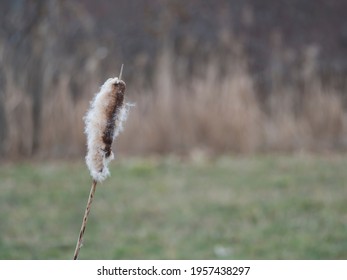 Close up Bulrush or Typha latifolia plants against natural green and reeds bokeh background copy space