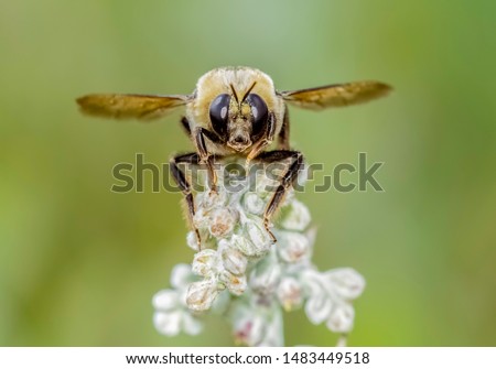 Close up of a bumble bee