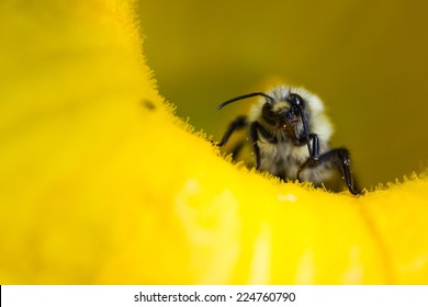 Close Up Of A Bumble Bee Crawling On A Yellow Squash Flower