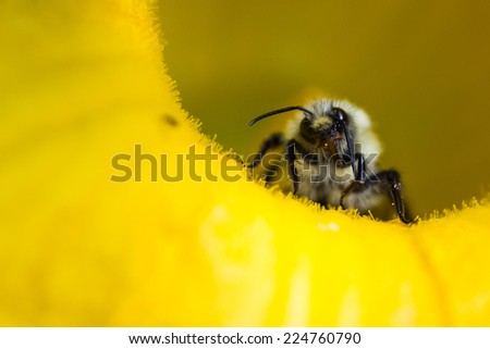 Nahaufnahme einer mit Pollen bedeckten Hummel auf einer weiß-gelben Dahlienblüte