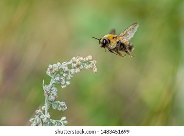 Close Up Of A Bumble Bee Flying