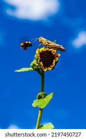 Close Up Of A Bumble Bee Flying Next To A Grasshopper On Top On A Sunflower In A Summer Garden With Blue Sky And Clouds In Background