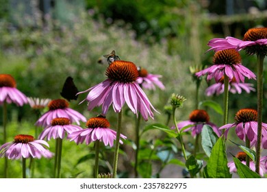 Close up of a bumble bee on the top of the red colored flowerhead of Echinacea purpurea, purple coneflower or hedgehog coneflower with ring of pink florets against out of focus background