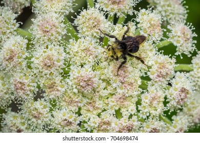 Close Up Of Bumble Bee Pollinating A Common Cowparsnip (Heracleum Maximum) Wildflower, Coos Bay, Oregon