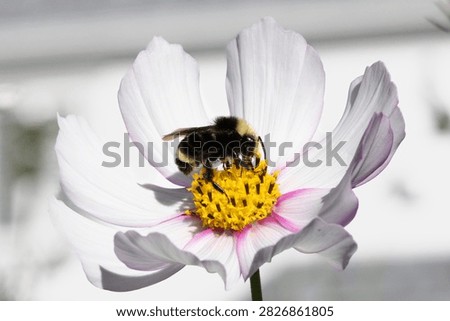 Close up of a bumblebee on a light pink Cosmo