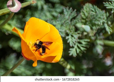 Close up of Bumblebee pollinating a California Poppy (Eschscholzia californica), San Jose, south San Francisco bay, San Jose, California