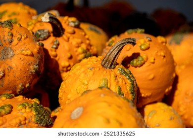 Close up bumpy textured pumpkins pumpkin gourd gourds squash small decorative seasonal decoration. Thanksgiving Halloween fall autumn. Crop agriculture tradition. Country farm market. For sale. - Powered by Shutterstock