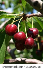Close up of a bunch of Bing Cherries